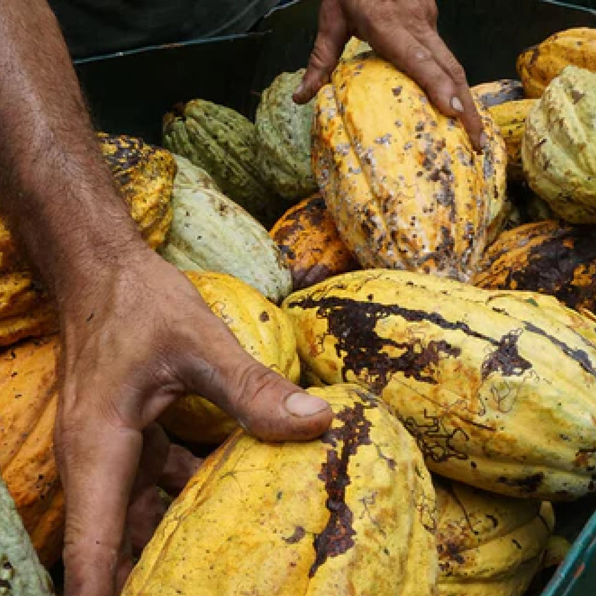 Hands sorting yellow and green cacao pods in a crate on a farm during harvest