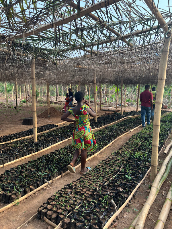 trees for the future - ethical chocolate company 